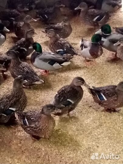 Утки подсадные для охоты