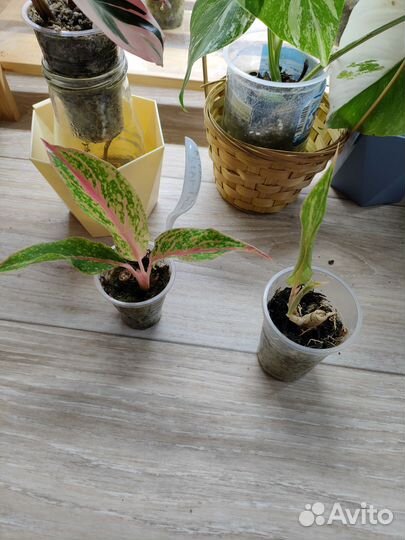 Хойя аглаонема филодендрон