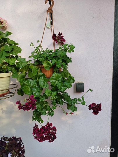 Пеларгония Tommy в кашпо