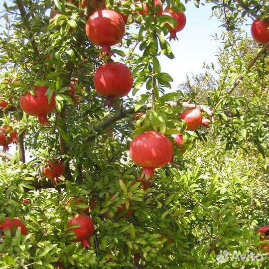 Кусты граната,Кусты роз,Инжир