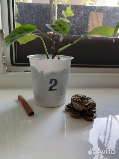 Маранта. Сорт керховена