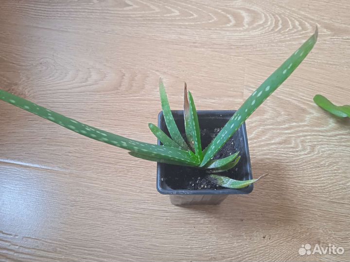 Комнатное растение