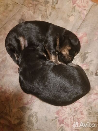 Отдам щенка йоркширского терьера в добрые руки