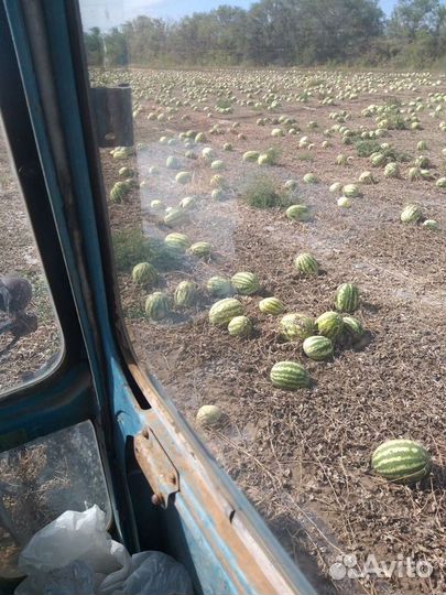 Семена Арбуза