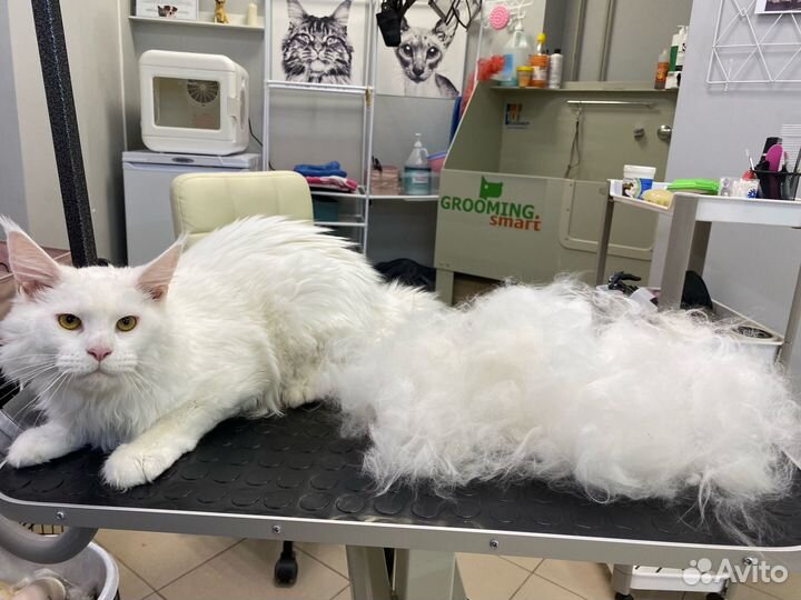 Стрижка собак и кошек