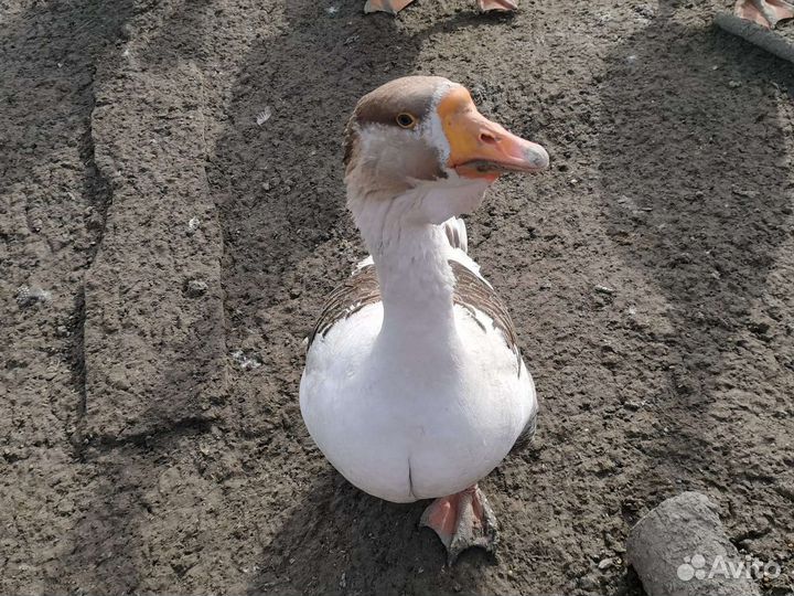 Яйцо гусиное, гуси