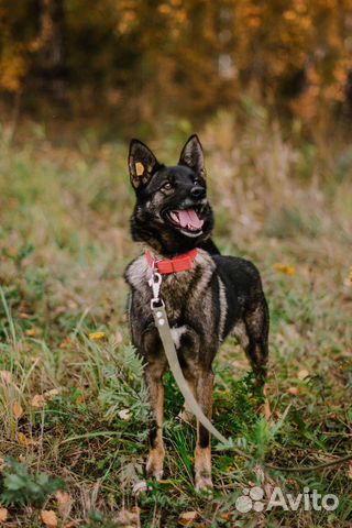 Стерилизованная собака Ульяна