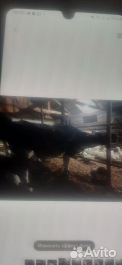 Корова дойные