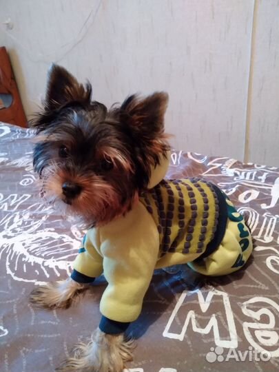 Одежда для щенка