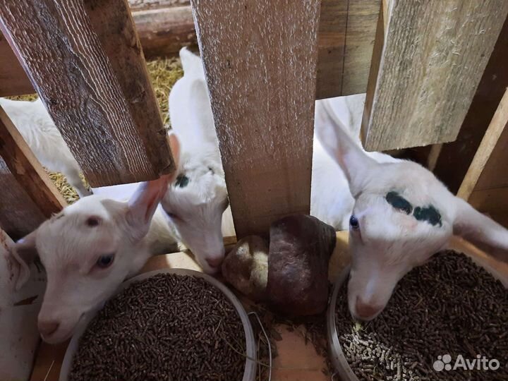 Козлята зааненские продаются