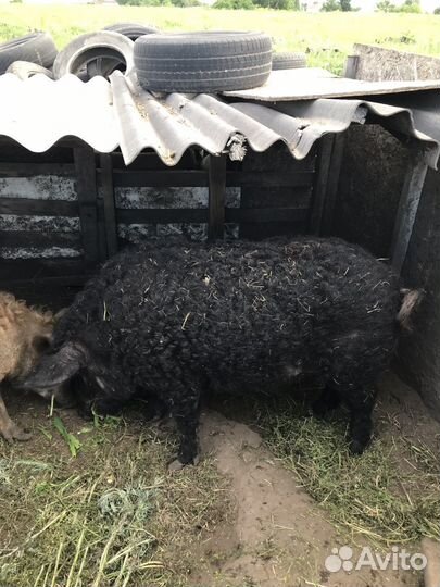 Хряк венгерской мангалицы