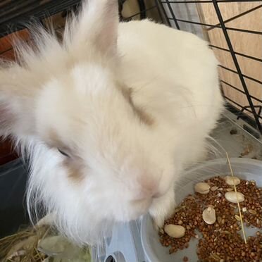 Декоративные кролики