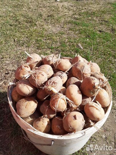 Картошка семенная