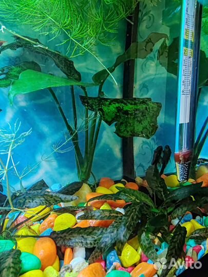 Аквариум с рыбками