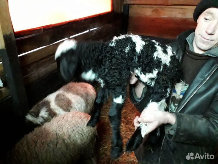 Ярки, баранчики, шерсть