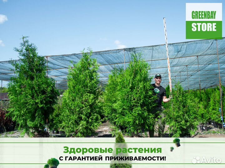 Туя брабант 140 см свежая копка 2023