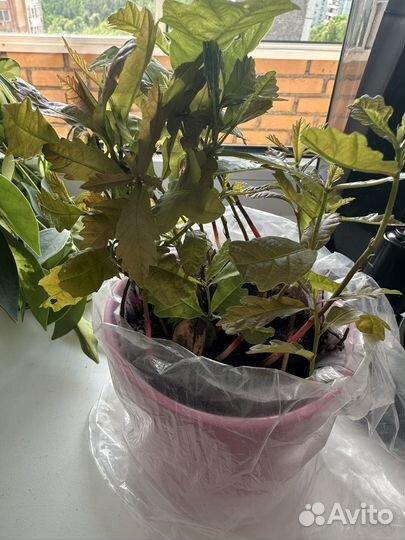 Саженцы дуба