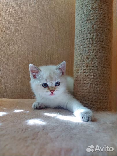 Шотландская