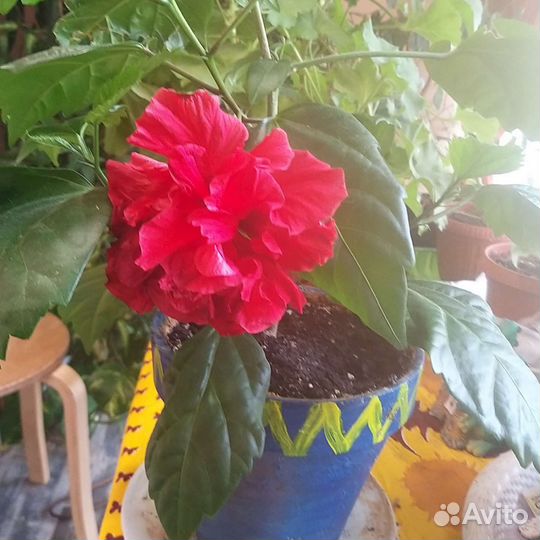 Гибискус комнатный