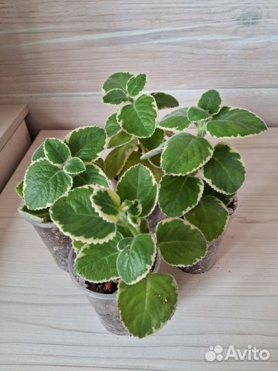 Плектрантус Вариегатный — Комнатная Мята