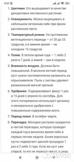 Фикус каучуконосный большой