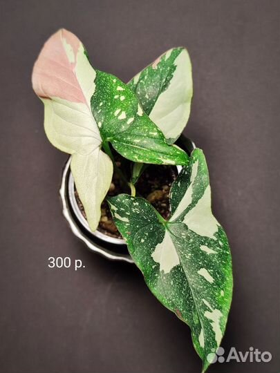 Сингониум ред спот триколор Тайский