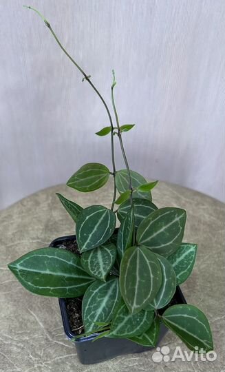 Дисхидия Ovata