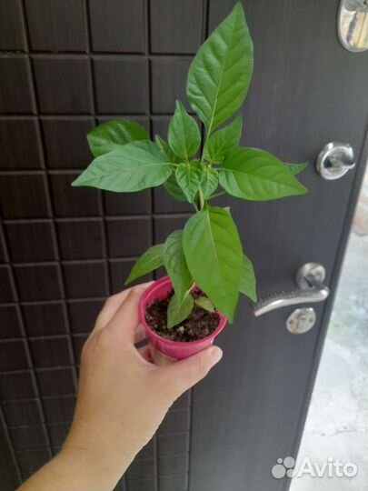 Комнатные растения