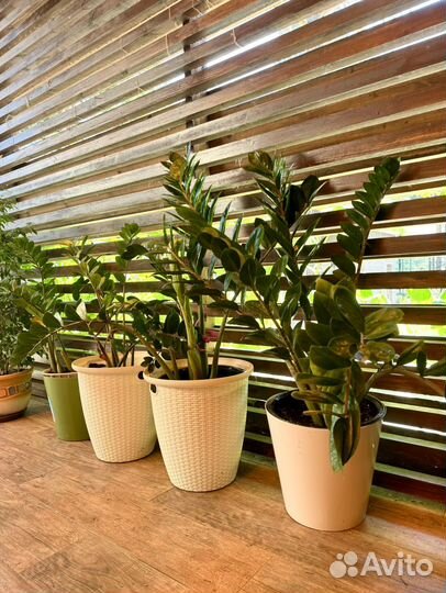 Замиокулькас