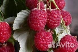 Малина ремонтантная Самохвал, Вольница