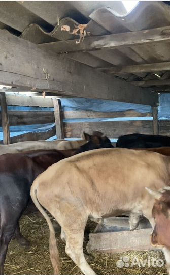 Бычки от 1 года до 1,2 месяцев, 16 голов