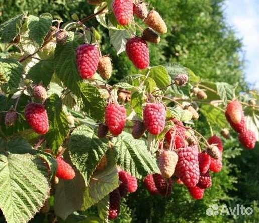 Саженцы малины 