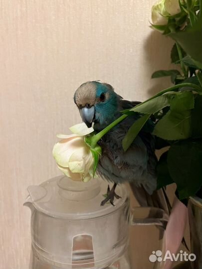 Ручной попугай