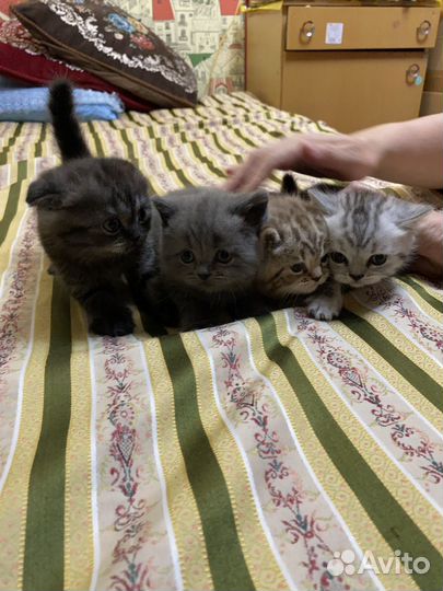 Шотландские и британские котята