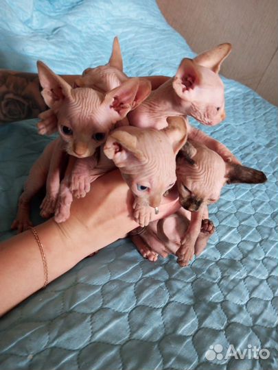 Котята сфинкс