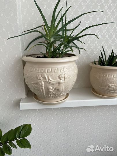 Горшки керамические с алоэ