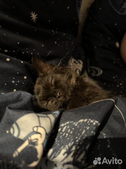 Котенок