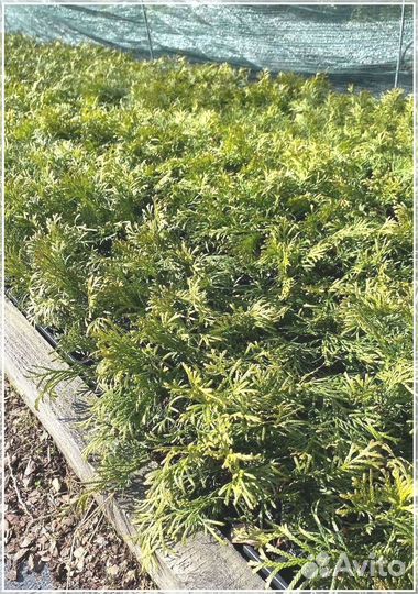 Туя Смарагд черенки - кассета