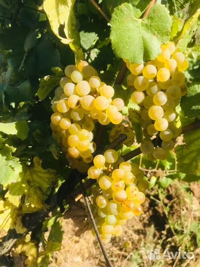 Виноград пино