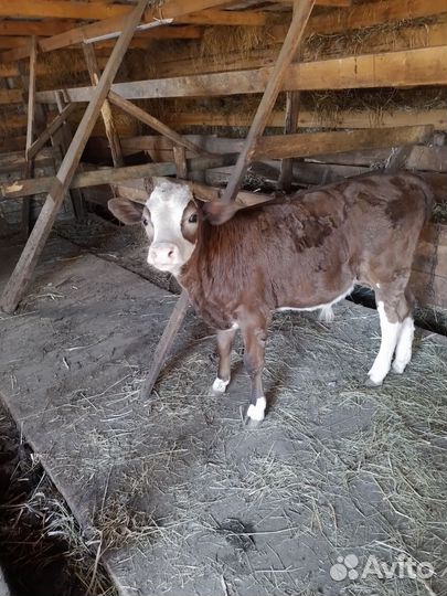 Продам телят