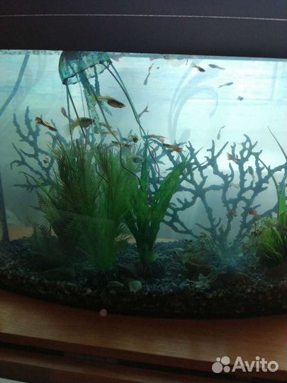 Рыба аквариумная