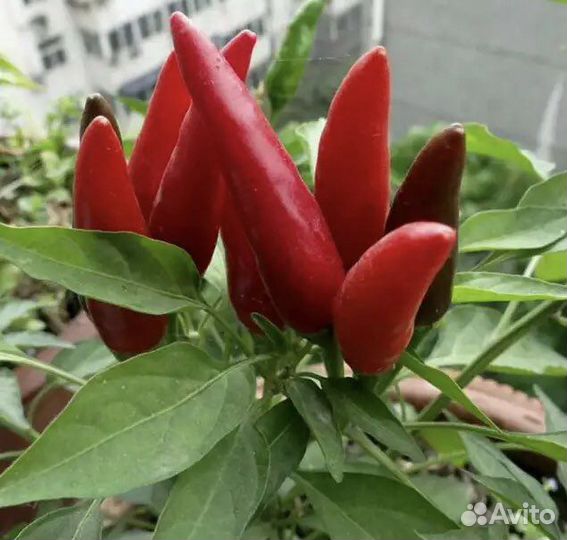 Перец чили острый комнатный