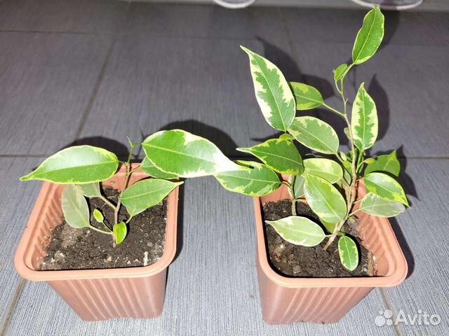 Фикус бенджамина голден кинг