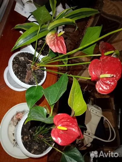 Антуриум, Глоксинии