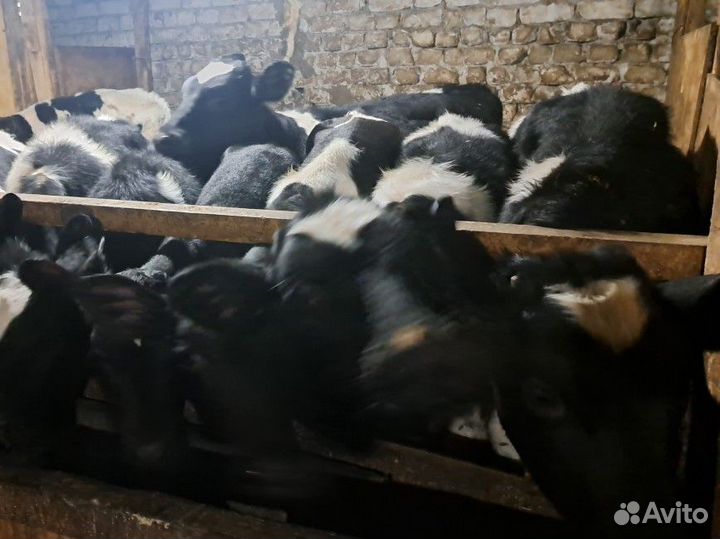 Бычки и телята