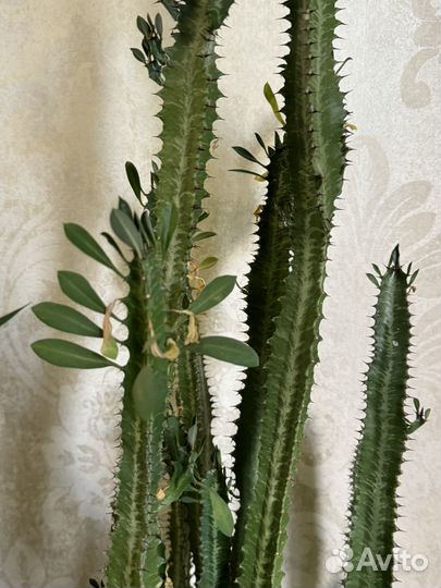 Молочай кактус