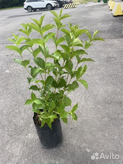 Вейгела Альба