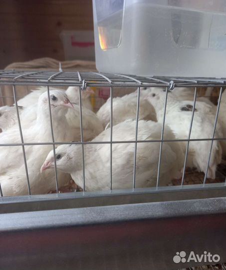 Инкубационное яйцо Техасского перепела