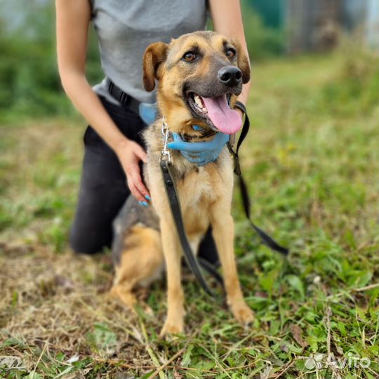 Собака в добрые руки