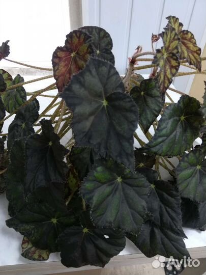 Бегония декоративно лиственная